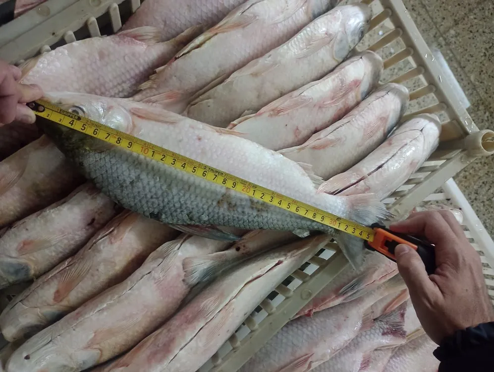 WhatsApp Image 2026-04-01 at 8.09.04 AM